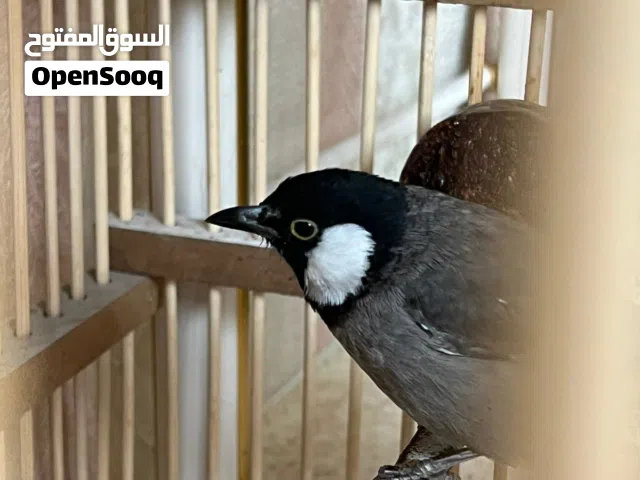 بلبل اليف طينة للبيع