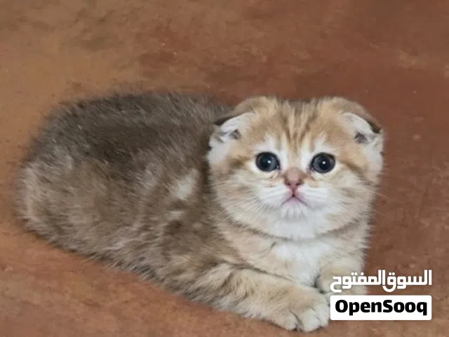 سكوتش فولد