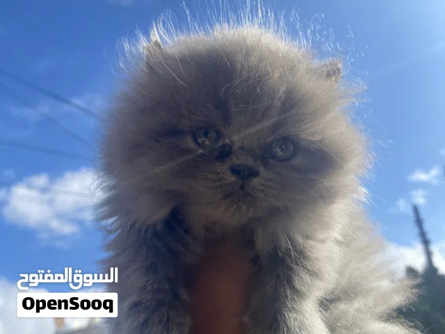 سكوتش فولد وهمالايا