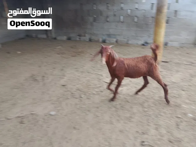 صخله باكستانيه للبيع