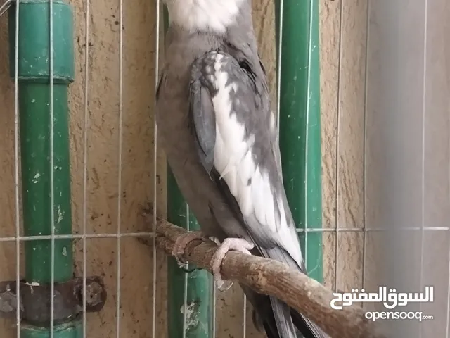 ذكر كوكتيل فرنساوي وايت فيس