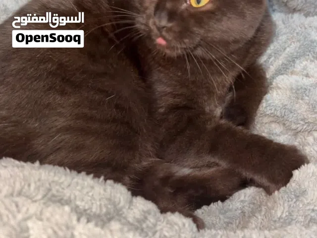 قط ذكر مكس لبيع