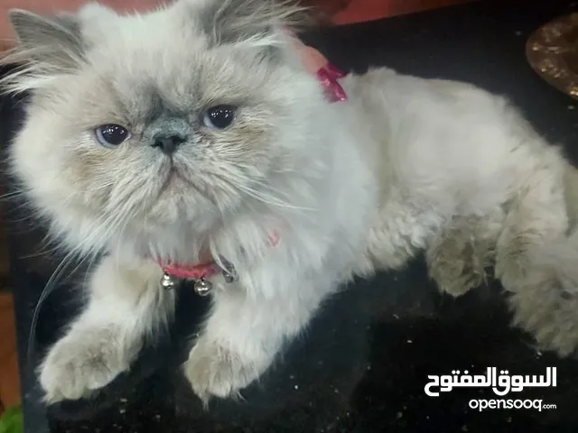 ذكر بيرشن زورار هيمالايا بلو ايز مستوى رائع