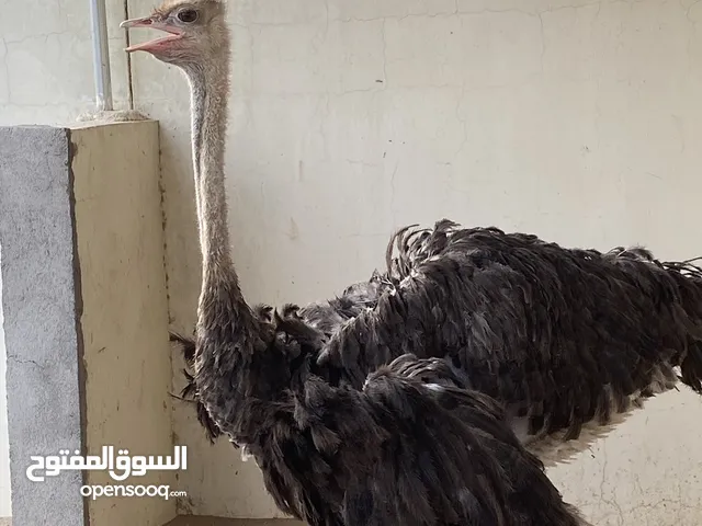 نعامة انثى للبيع