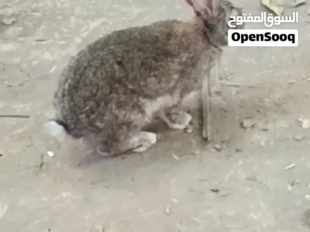 ارنب ذكر للبيع لون مميز رملي جميل منتج حار واليف