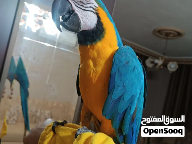 ببغاء مكاو أليف متكلم