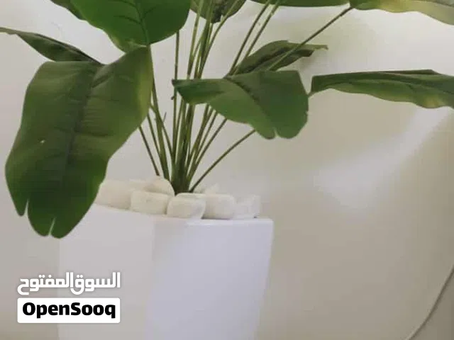 نبتة زينة لسان العصفور