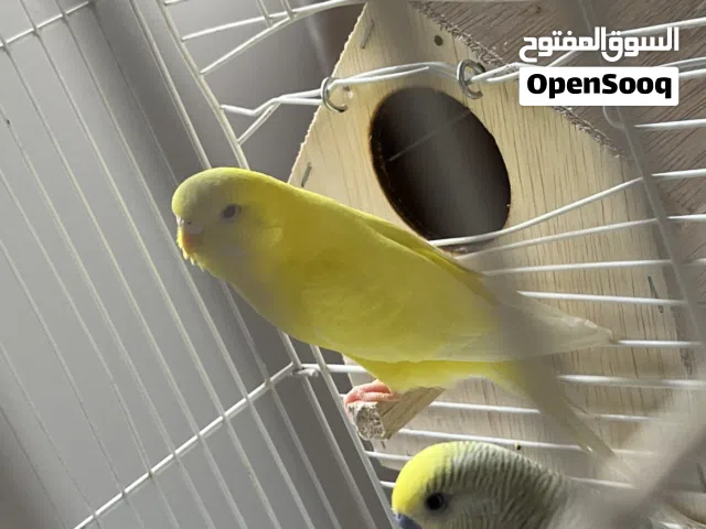 للبيع زوج بادجي صحتهم ممتازه ماشاءالله