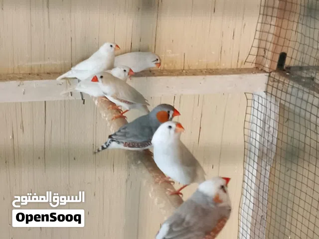 فناجس امايات يشعر مناسب