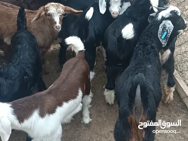 Local goat for sale