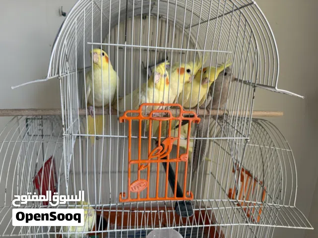عصافير كوكتيل
