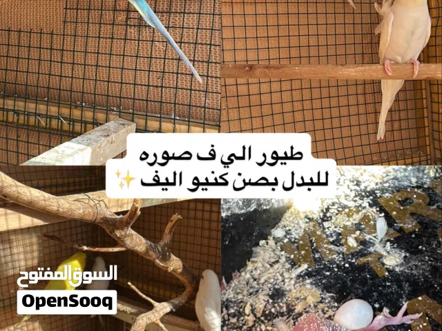 بادجي للبدل فقط