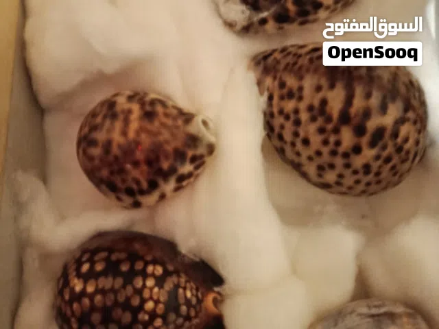 ترسا الديناصورات و6قواقع وجلد نمر