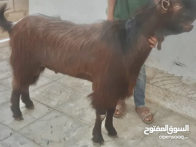 جدي شامي احمر دبسي حر