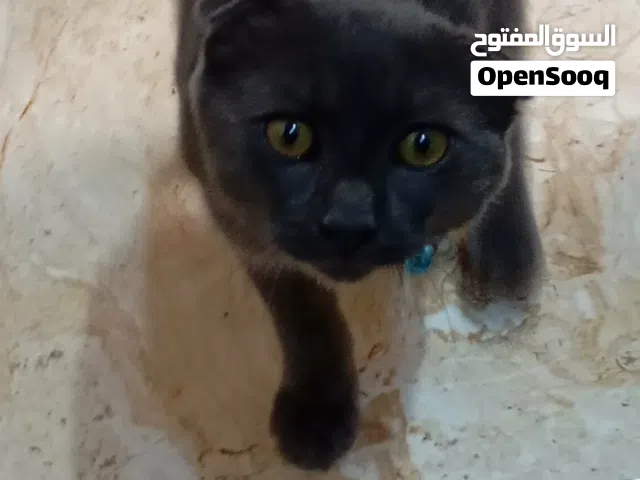 بس للبيع ذكر