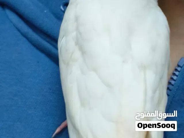 مفقود طير كوكتيل اليف البينو عمره شهرين بدون حجل