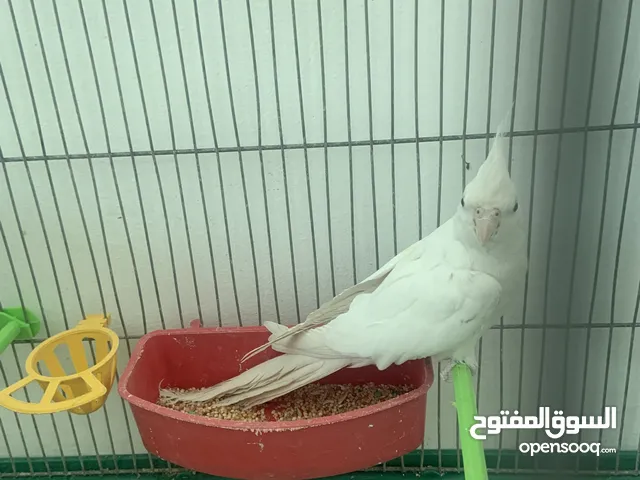 طيرة البينو بداية خيرها