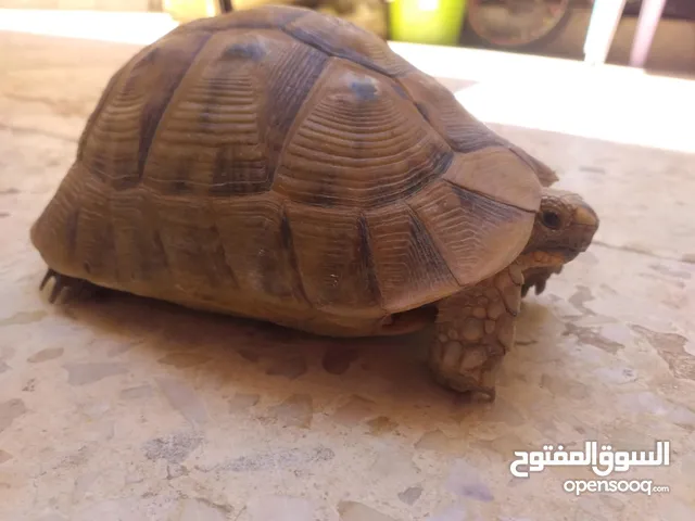 حيوانات اليفه وجميله سبحان الله