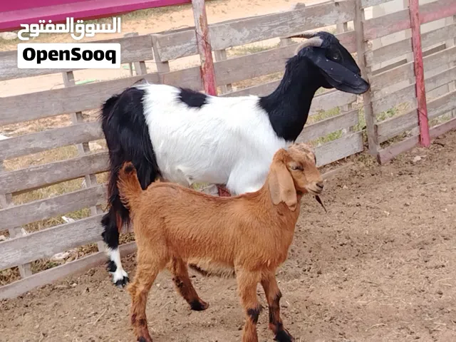 اعناق مبدلتش هجين ربي يبارك تحتها اعناق راوية مكانها صبراتة يوجد توصيل حسب المكان سعر البيع 1750 . 0
