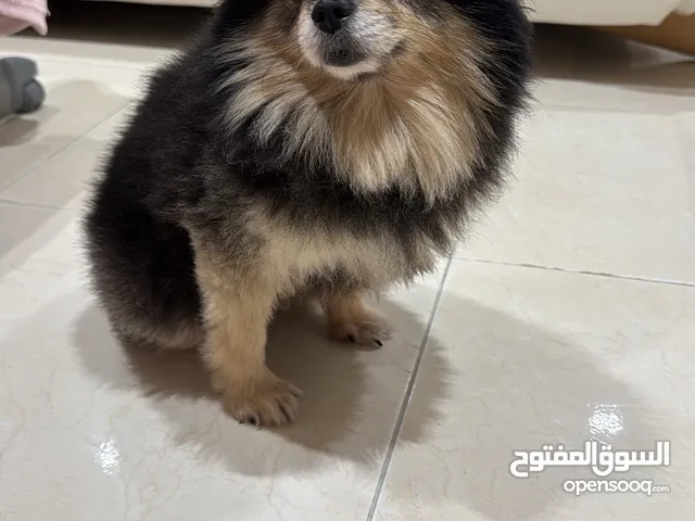 كلب بومرينيان