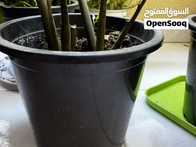 Zz plant.plant is in good condition