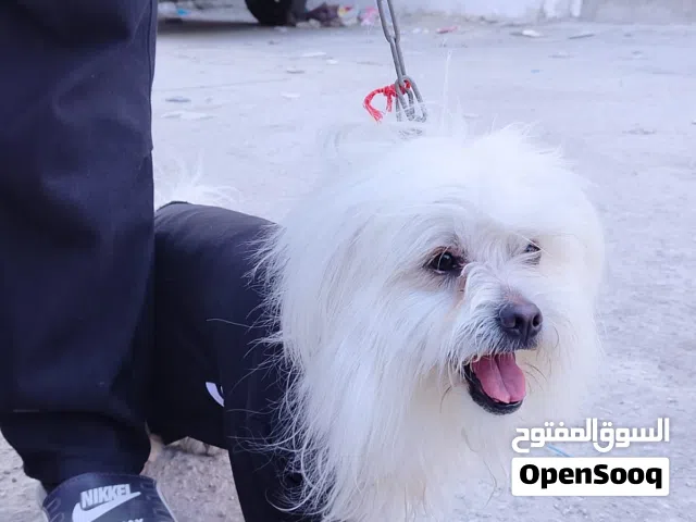 كلب روسي اسمو ريكو كلب منازل