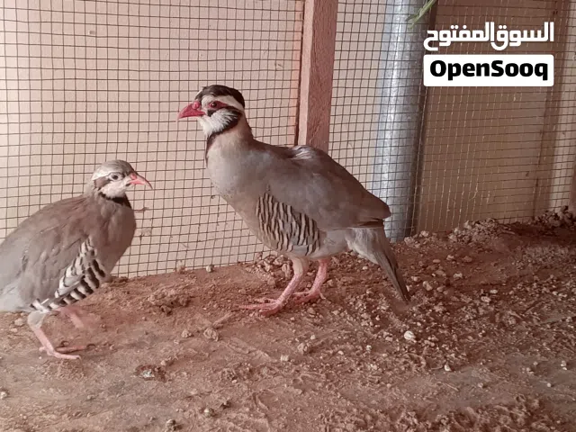 حمام زينة + زوج طيور الحجل