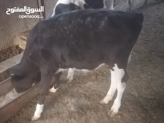 ابقار للبيع بسعر 7 الاف قابل للتفاوض