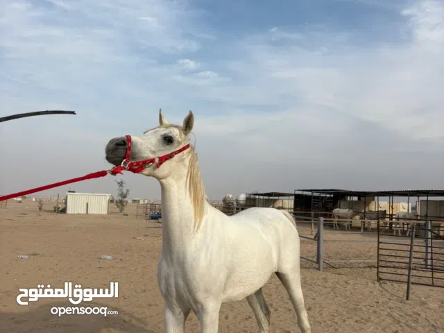 للبيع فرس مصرية بيور شرط السلم بدي وارحام