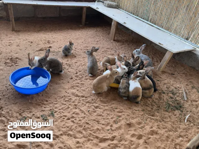 ارانب بلديه