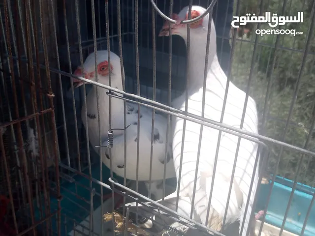 جوواز حمام عرووض وحرق ع الاسعار اربد ايدون