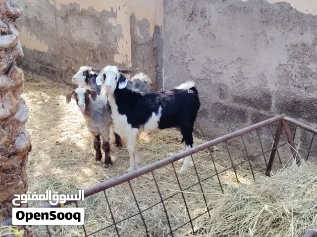 تيوس للبيع اقرا الوصف تحت لا يفوتك