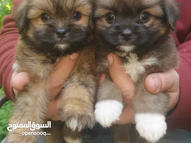 أجمل بنتين بكنواه على بكنيز