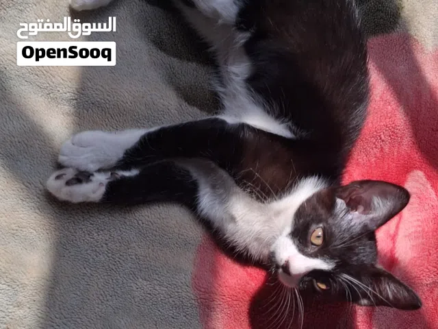 female kitten