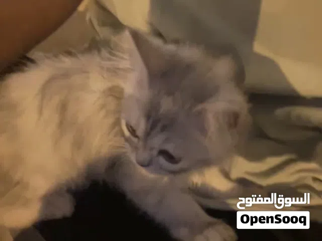 مطلوب قطه انثى او دكر للتبني او لبيع يكون سعرها من 200 وانزل وتكون نضيفه ونوعها شيرازي،همالايا،سيامي