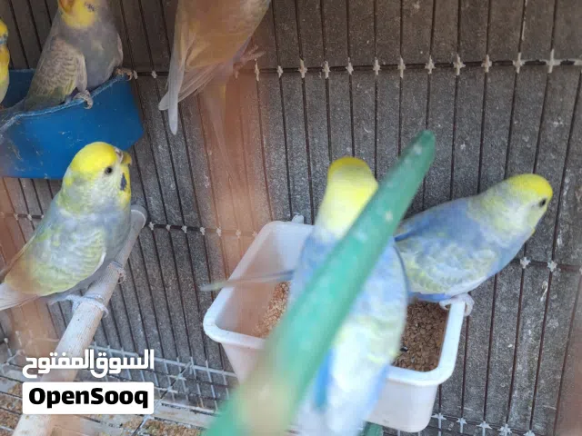 زوز كوبيات رينبو وزوز دكوره صبغه لون وحجم ربي يبارك