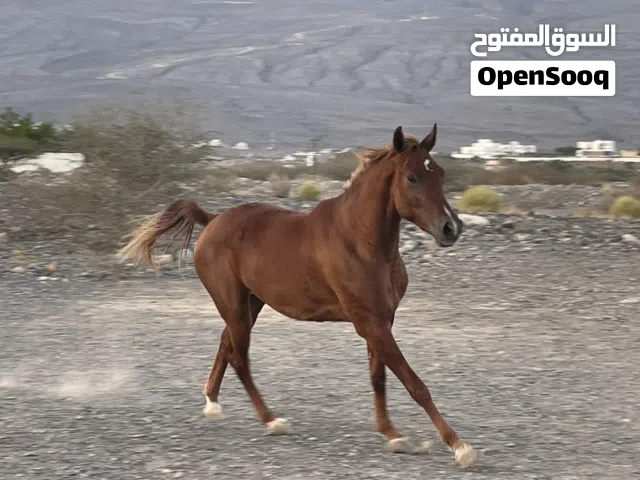 مهره سباق للبيع