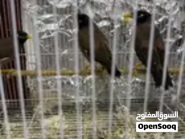 5 طيور مينا للبيع