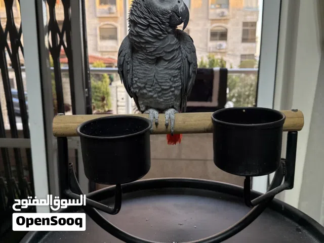 ببغاء كاسكو