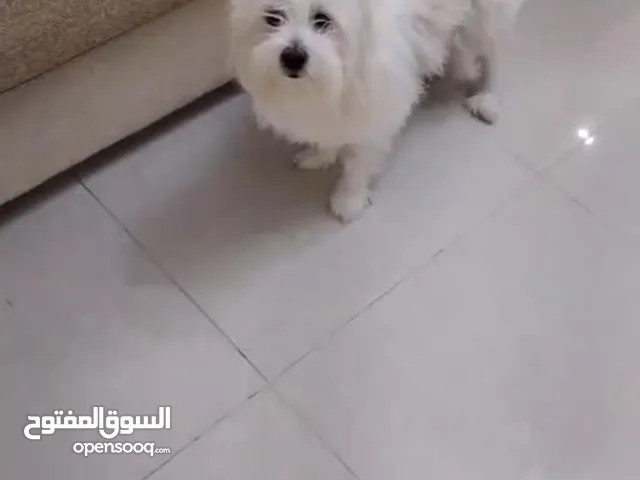 كلب للبيع ابيض ماخذ مطاعيمو