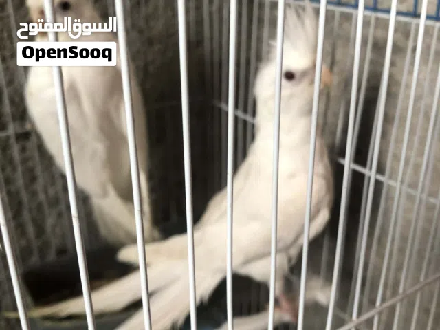 كوم كوكتيل وجوز كنار