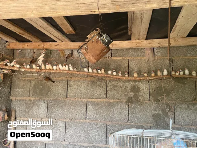 اجواز زيبرا للبيع جمله سعر الجوز ع 21 وقفصحجم كبيير   يبارك ماشاء الله يبارك ماشاء الله يبارك