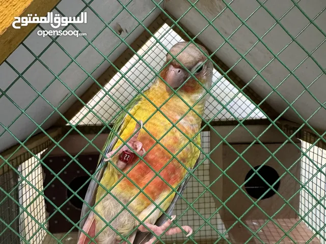 ببغاء كنيور، عمره 6 شهور