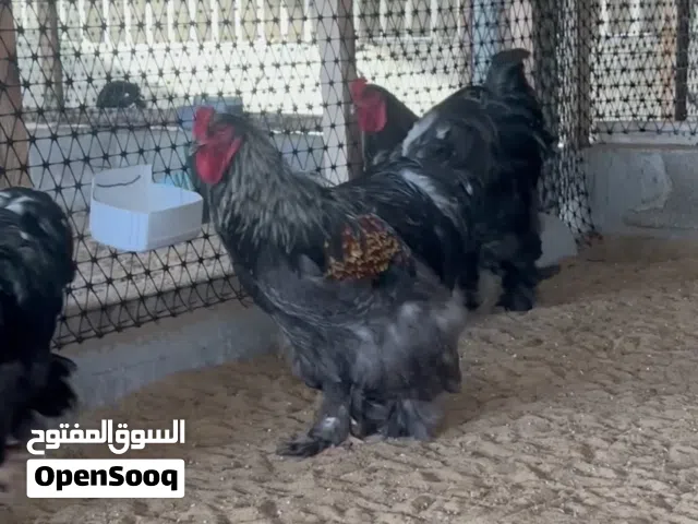 دجاج البراهما العملاق