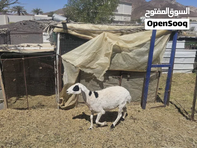 للبيع جاعدة هجين