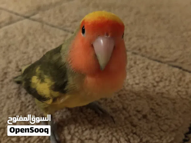 ببغاء روز ذكر وانثى