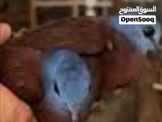 مطلوب يمام الادماوا نفسي اللي في الصورة ومطلوب يمام الغرابي