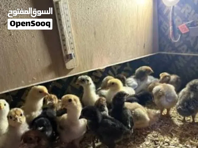 صوص بلدي مرتب