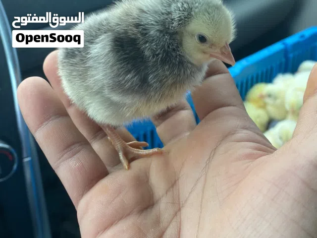 يتوفر صيصان تهجين درجه أولى ما شاء الله فيهن دواجن العسلي ودواجن فرنسيه ولوهمان يتوفر صيصان عمانيه