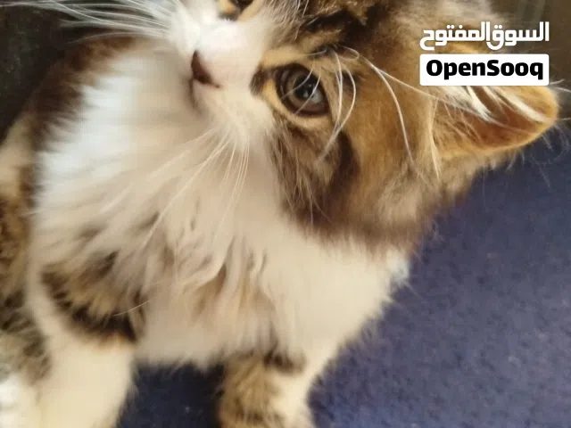 قط شيرازي صغير 2026للبيع